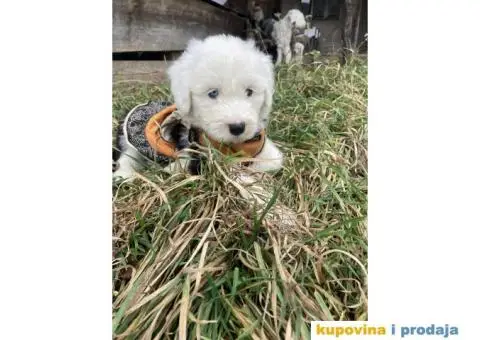 Bobtail štenci - 7/7