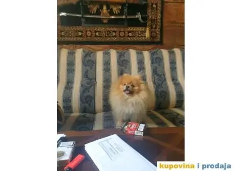 Pomeranac mužjak za parenje - 1/3