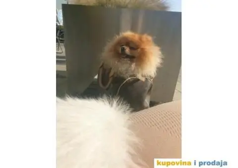 Pomeranac mužjak za parenje - 2/3