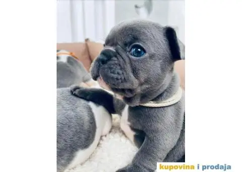 Plavi francuski buldozi - 2/4