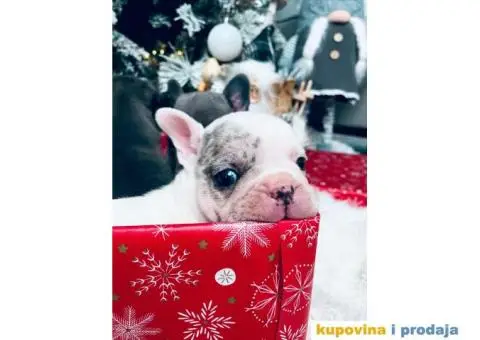 Plavi francuski buldozi - 4/4