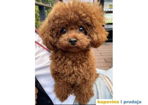  Toy Crvene PUDLE štenci - 1/4