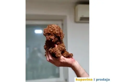  Toy Crvene PUDLE štenci - 2/4