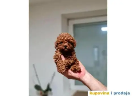  Toy Crvene PUDLE štenci - 3/4