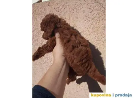  Toy Crvene PUDLE štenci - 4/4