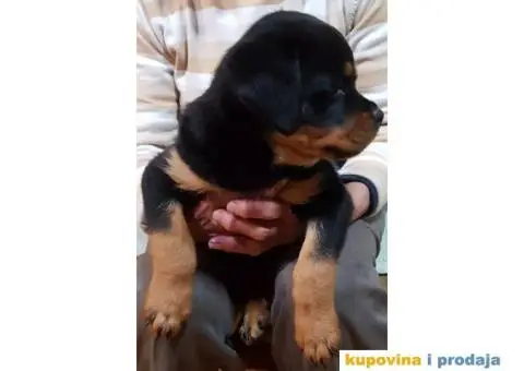 Rotvajler štenci - 3/11