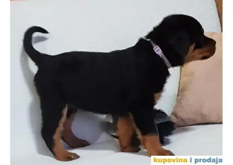 Rotvajler štenci - 9/11