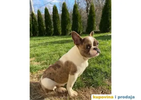 Francuski Buldog