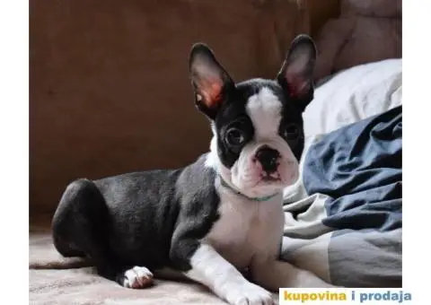 Boston Terijer - 1/6