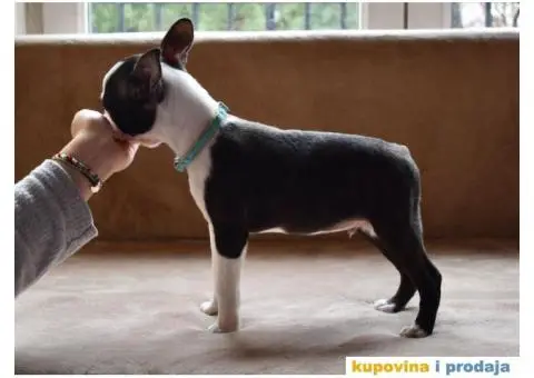 Boston Terijer - 2/6