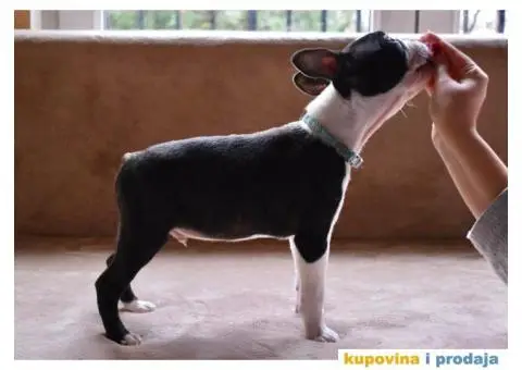 Boston Terijer - 3/6