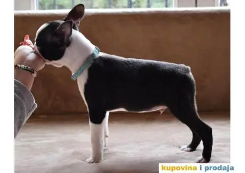 Boston Terijer - 4/6