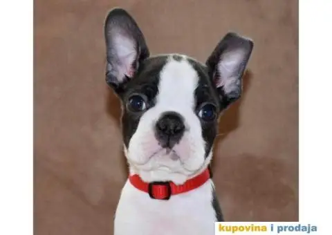 Boston Terijer - 5/6