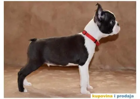 Boston Terijer - 6/6