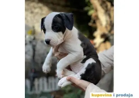 Na prodaju štenci američkog staforda - 1/8