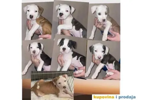 Na prodaju štenci američkog staforda - 2/8