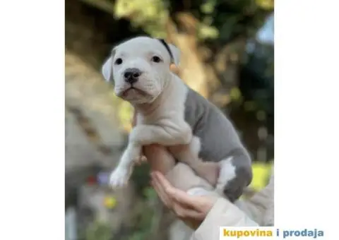 Na prodaju štenci američkog staforda - 3/8