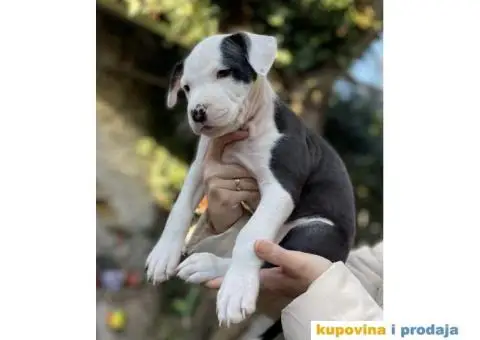 Na prodaju štenci američkog staforda - 4/8