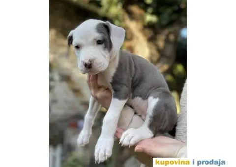 Na prodaju štenci američkog staforda - 5/8