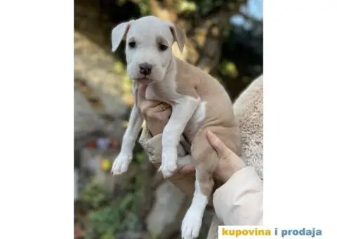 Na prodaju štenci američkog staforda - 6/8