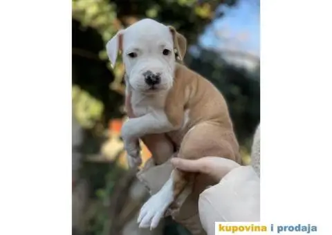 Na prodaju štenci američkog staforda - 7/8