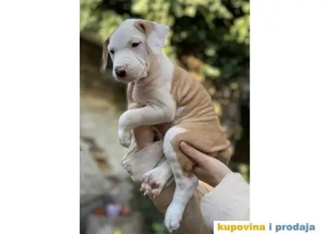 Na prodaju štenci američkog staforda - 8/8