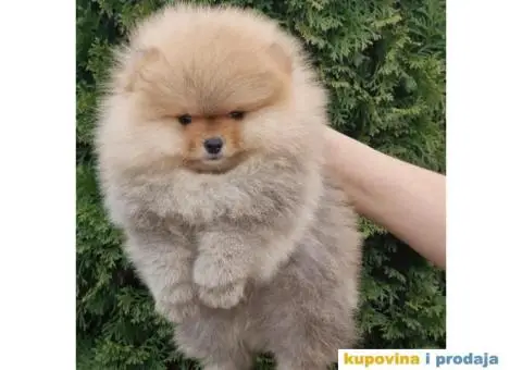 Pomeranac BOO medvedići, Pomeranski Špic štenci - 1/4