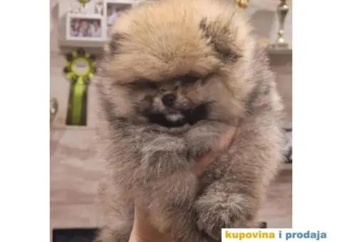 Pomeranac BOO medvedići, Pomeranski Špic štenci - 2/4