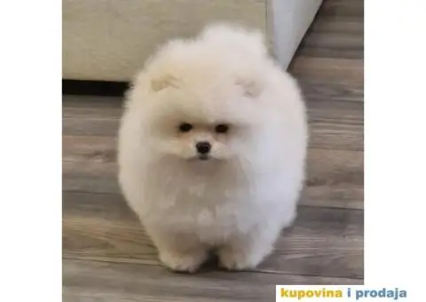 Pomeranac BOO medvedići, Pomeranski Špic štenci - 3/4