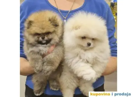 Pomeranac BOO medvedići, Pomeranski Špic štenci - 4/4