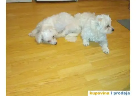 Maltezer štenci - 2/2