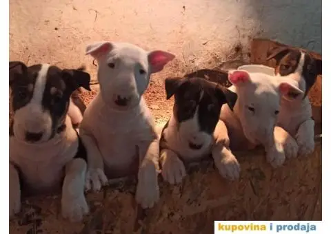 Bul terijer stenci na prodaju - 1/9