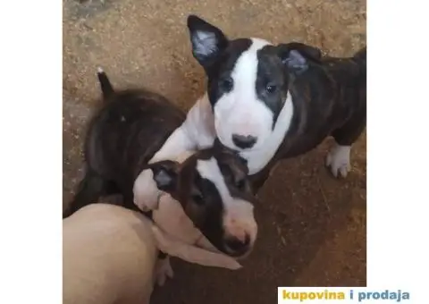 Bul terijer stenci na prodaju - 2/9