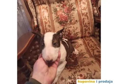 Bul terijer stenci na prodaju - 3/9