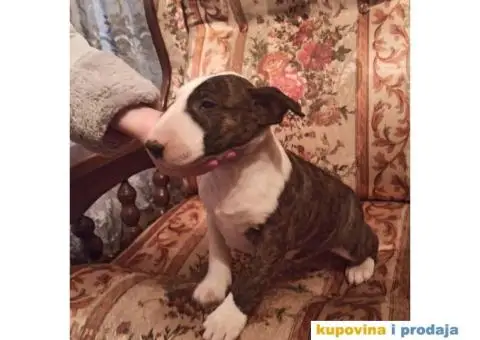 Bul terijer stenci na prodaju - 4/9