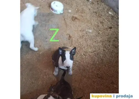 Bul terijer stenci na prodaju - 5/9