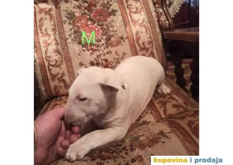 Bul terijer stenci na prodaju - 6/9