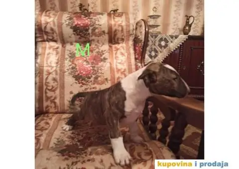 Bul terijer stenci na prodaju - 7/9