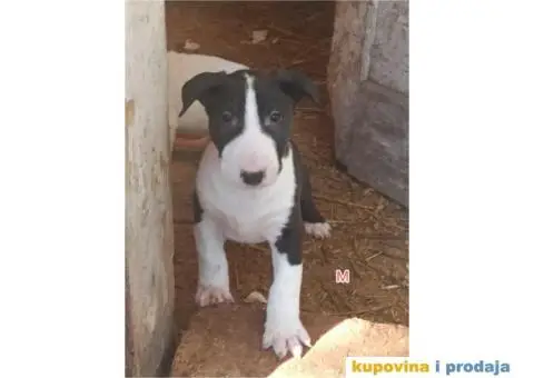 Bul terijer stenci na prodaju - 8/9