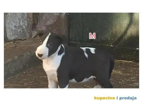 Bul terijer stenci na prodaju - 9/9