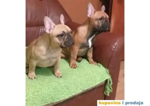 Francuski Buldog - 1/7