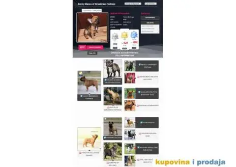 Francuski Buldog - 6/7