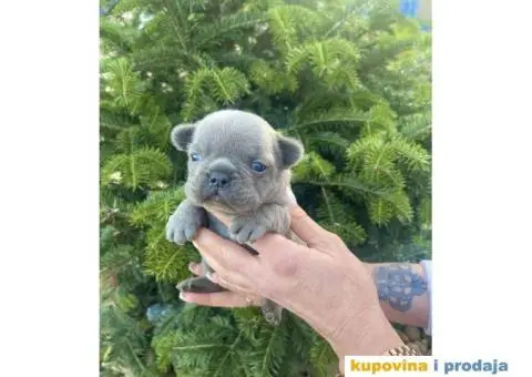 Francuski Buldog egzotične boje štenci - 1/9