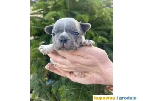 Francuski Buldog egzotične boje štenci - 2/9