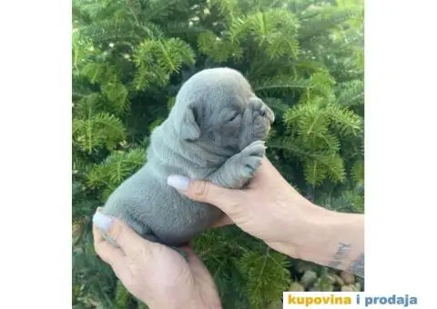 Francuski Buldog egzotične boje štenci - 3/9