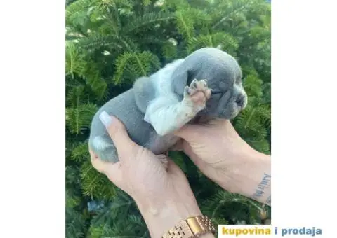 Francuski Buldog egzotične boje štenci - 4/9