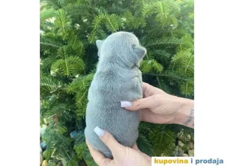 Francuski Buldog egzotične boje štenci - 5/9