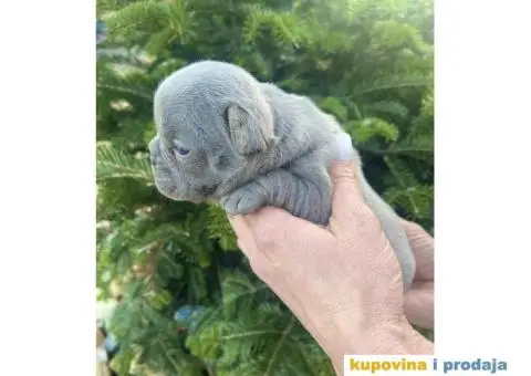 Francuski Buldog egzotične boje štenci - 6/9