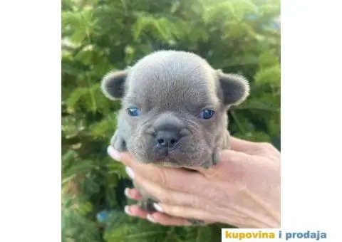 Francuski Buldog egzotične boje štenci - 7/9