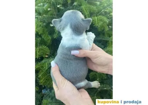 Francuski Buldog egzotične boje štenci - 8/9